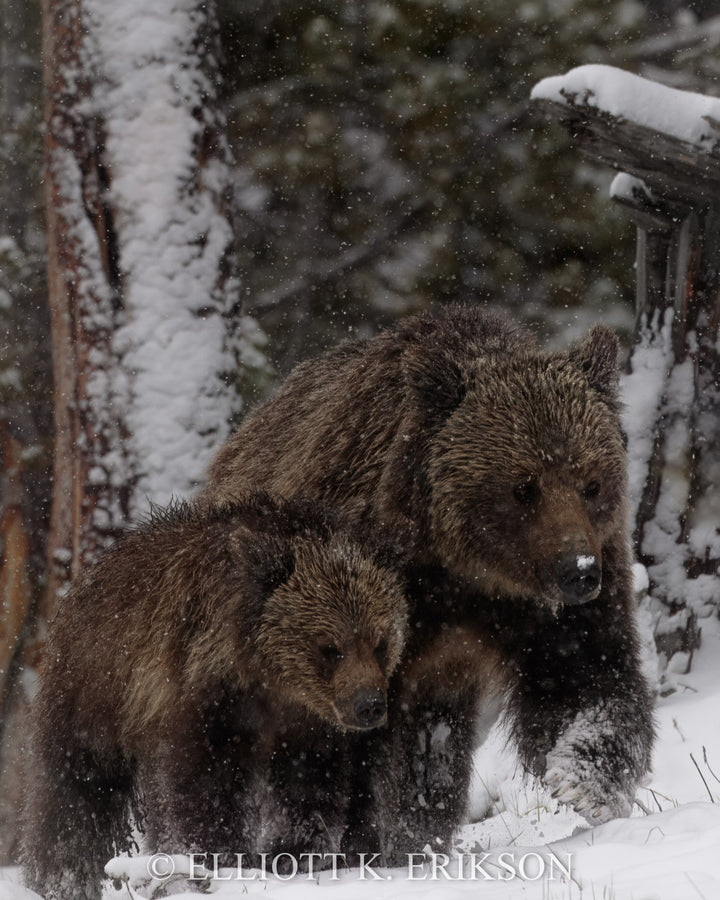 Stay Close – Obsidian. Yellowstone’s female grizzly bear named Obsidian with one of her cubs staying close during snowstorm.