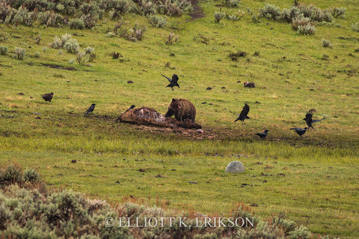 Scavengers. Bison carcass draws in grizzly bear, ravens, vulture and coyote.