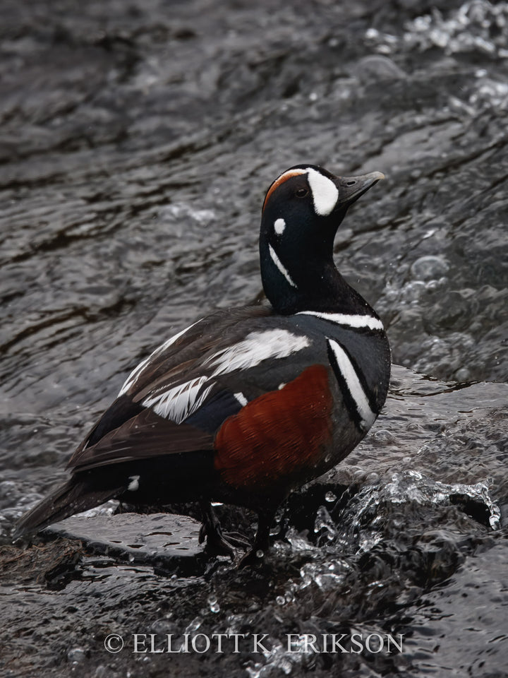 Harlequin Gaze. Male harlequin duck looks up to the sky from middle of LeHardy Rapids.