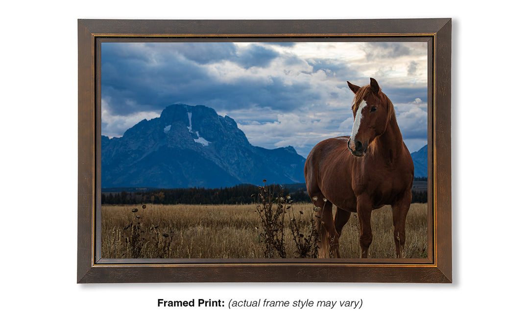 Mount Moran Horse Greeting