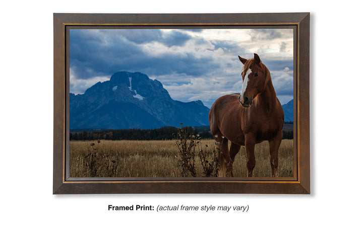 Mount Moran Horse Greeting