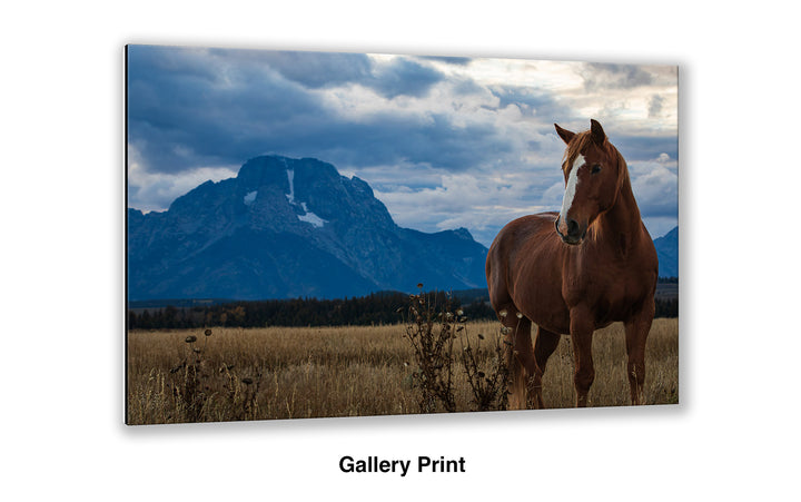 Mount Moran Horse Greeting