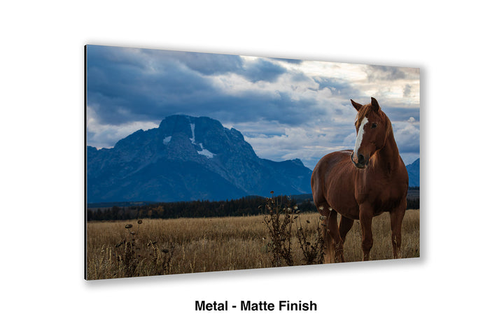 Mount Moran Horse Greeting