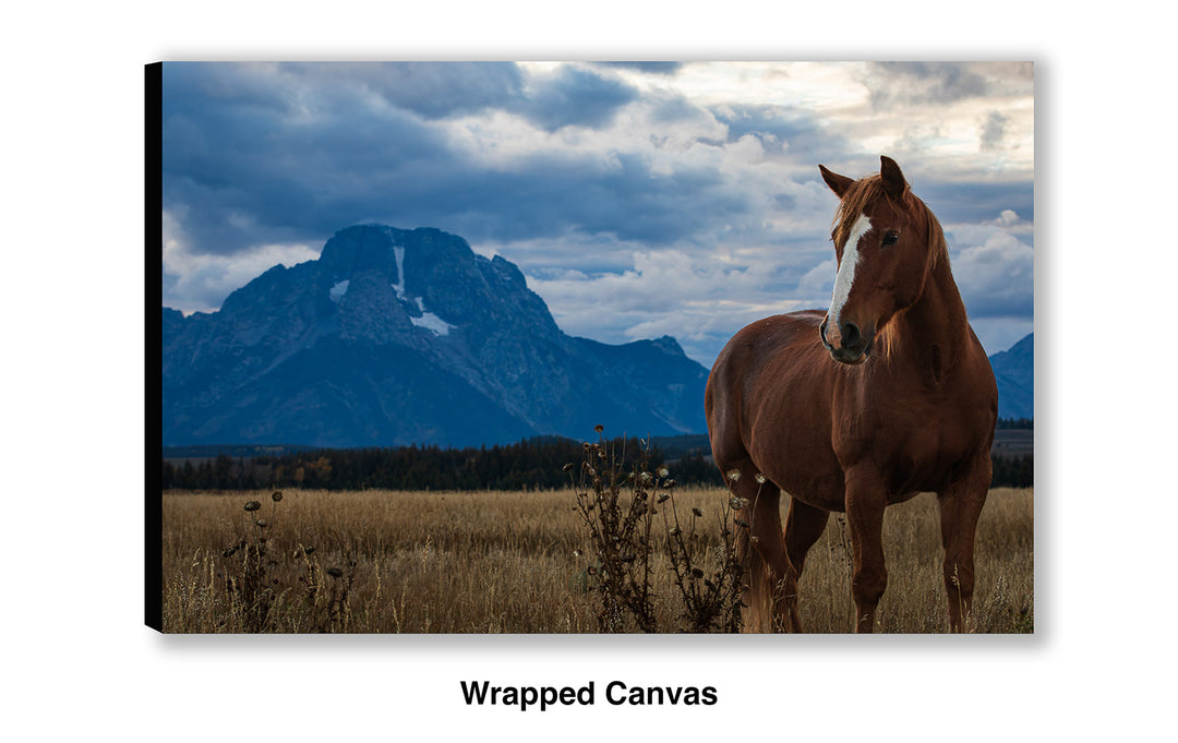 Mount Moran Horse Greeting