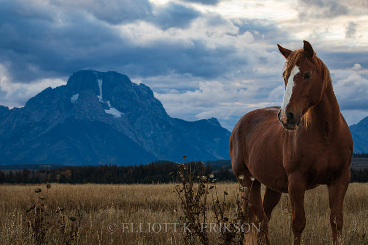 Mount Moran Horse Greeting. Horse with white blaze down nose stands in front of Mount Moran.