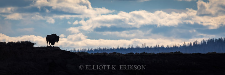 Hayden Valley Home. Silhouette of bison standing on hill in Yellowstone’s Hayden Valley.