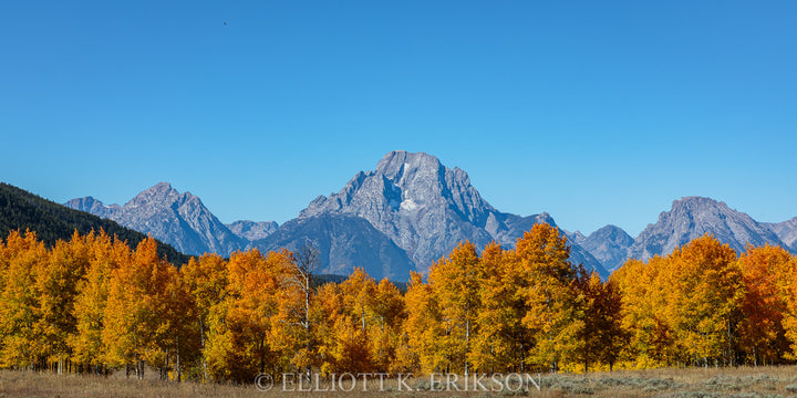 Mount Moran Overwatch. Aspen trees reach their peak fall colors in front of Mount Moran with bald eagle soaring high above.
