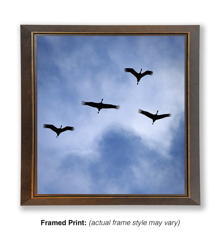 On a Wing and a Prayer