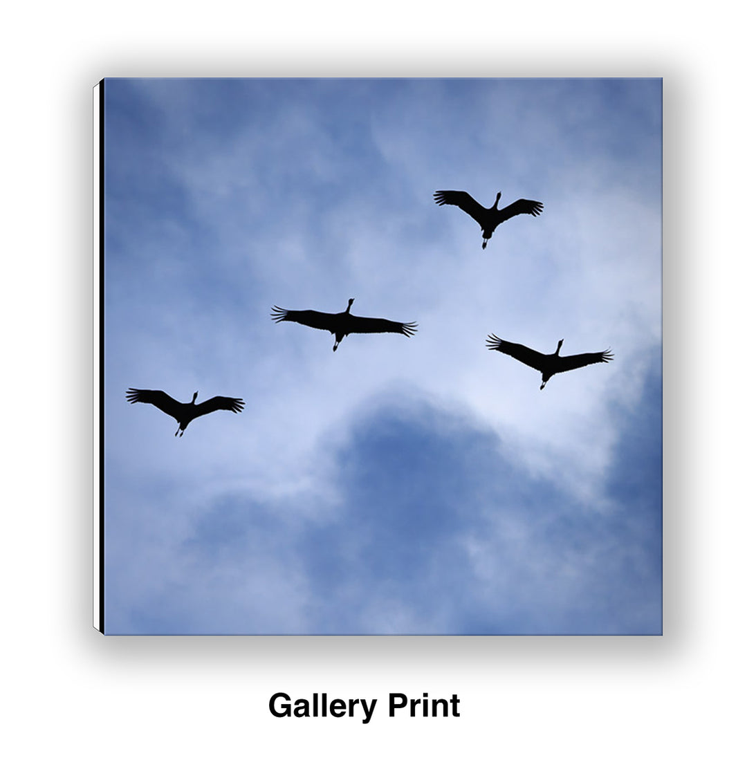 On a Wing and a Prayer