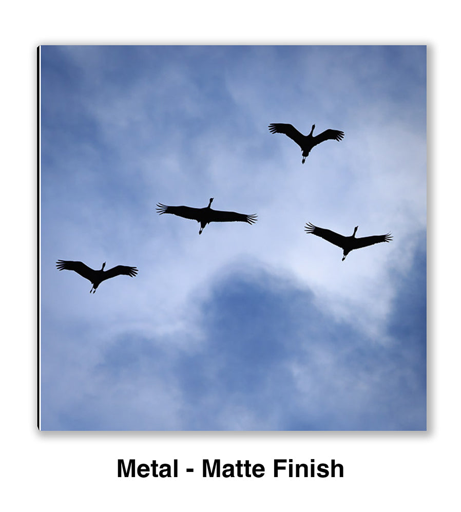 On a Wing and a Prayer