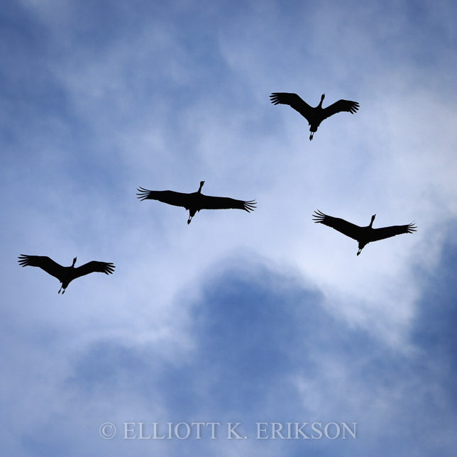 On a Wing and a Prayer