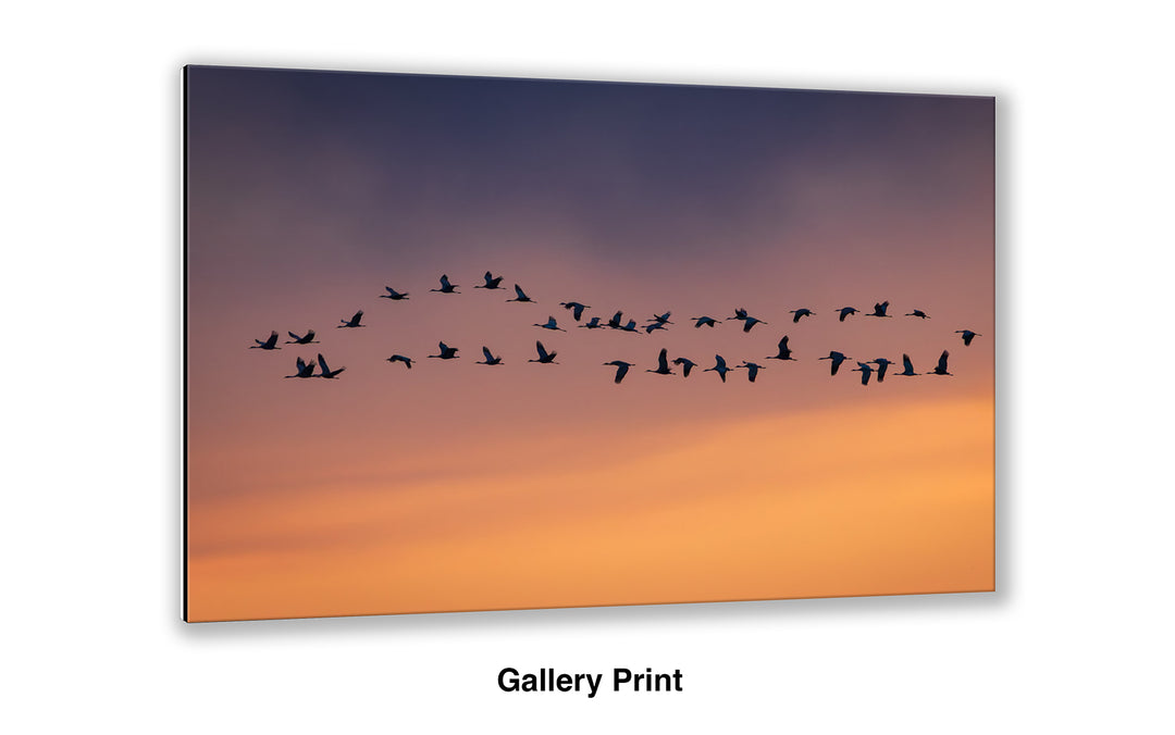 The Long Journey Home