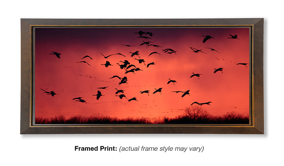 Ancient Migration – Sandhill Cranes