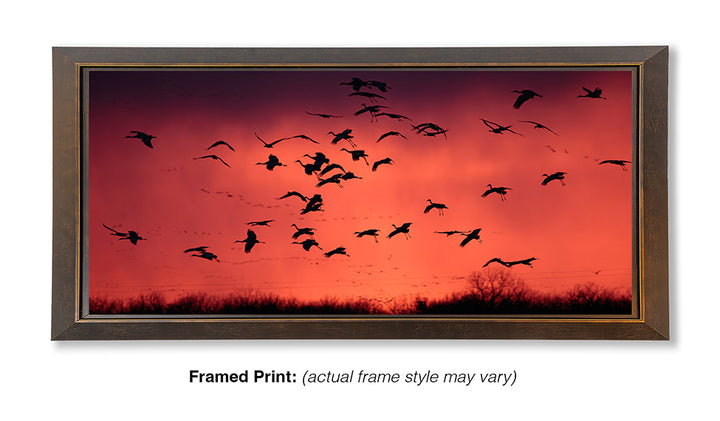 Ancient Migration – Sandhill Cranes