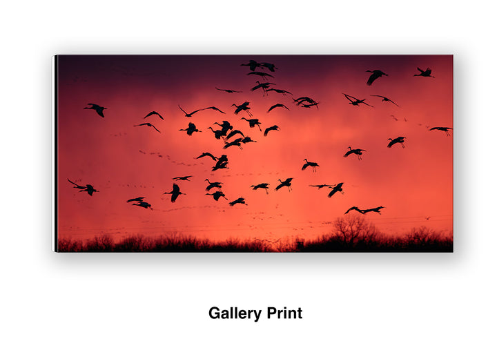 Ancient Migration – Sandhill Cranes