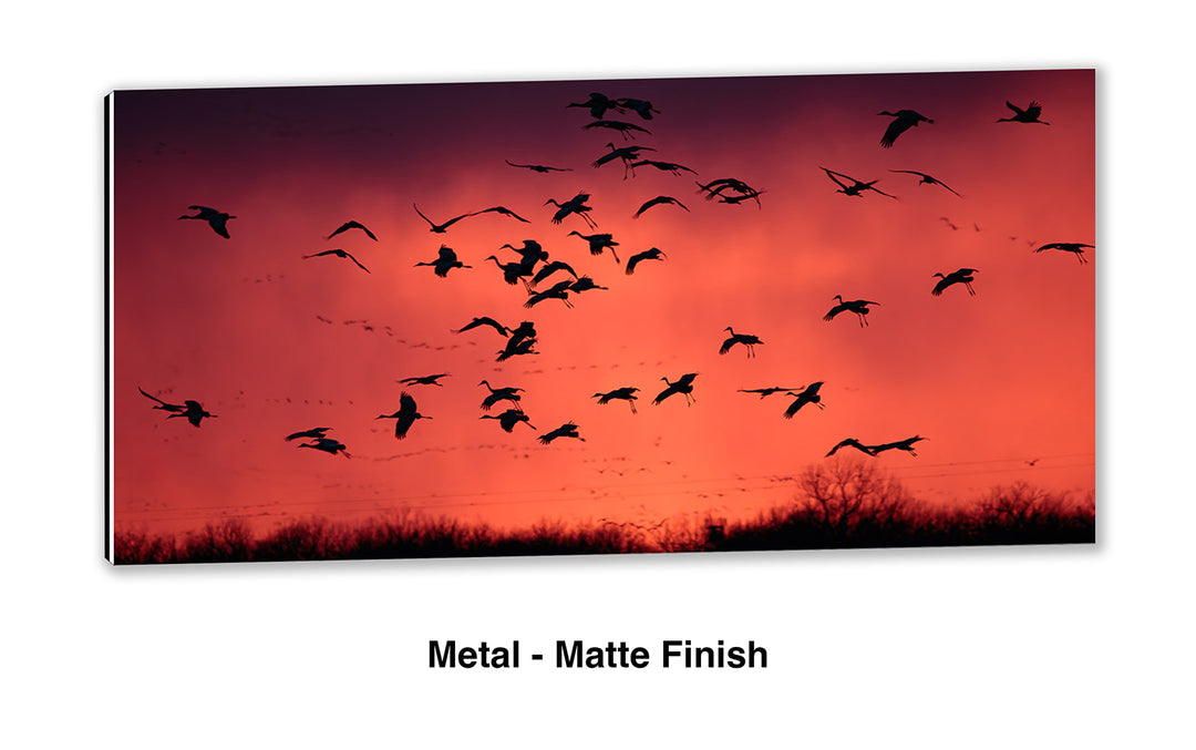 Ancient Migration – Sandhill Cranes