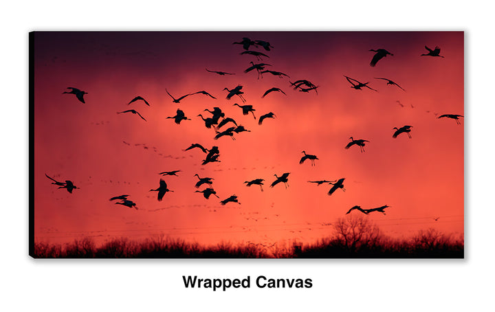 Ancient Migration – Sandhill Cranes