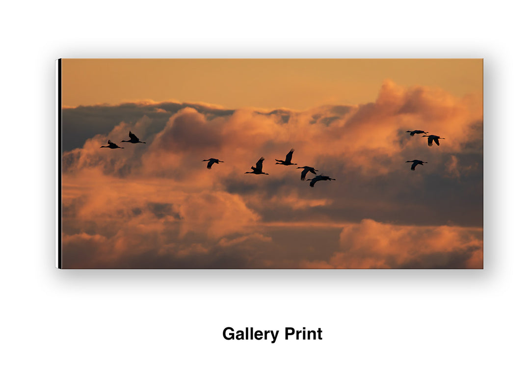 Call of the Sandhill