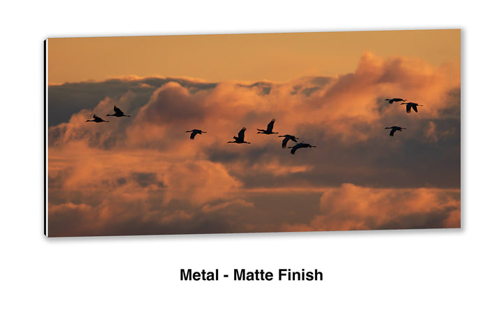 Call of the Sandhill