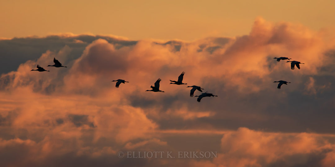 A group of sandhill cranes in flight against a pink cloudy sky during a Nebraska sunset.