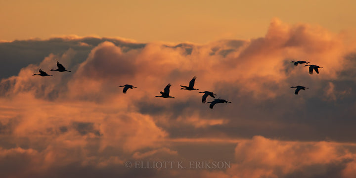 A group of sandhill cranes in flight against a pink cloudy sky during a Nebraska sunset.