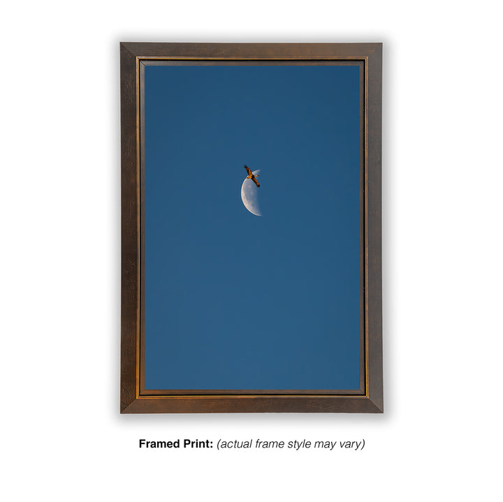 Transition Flight – Sandhill Crane