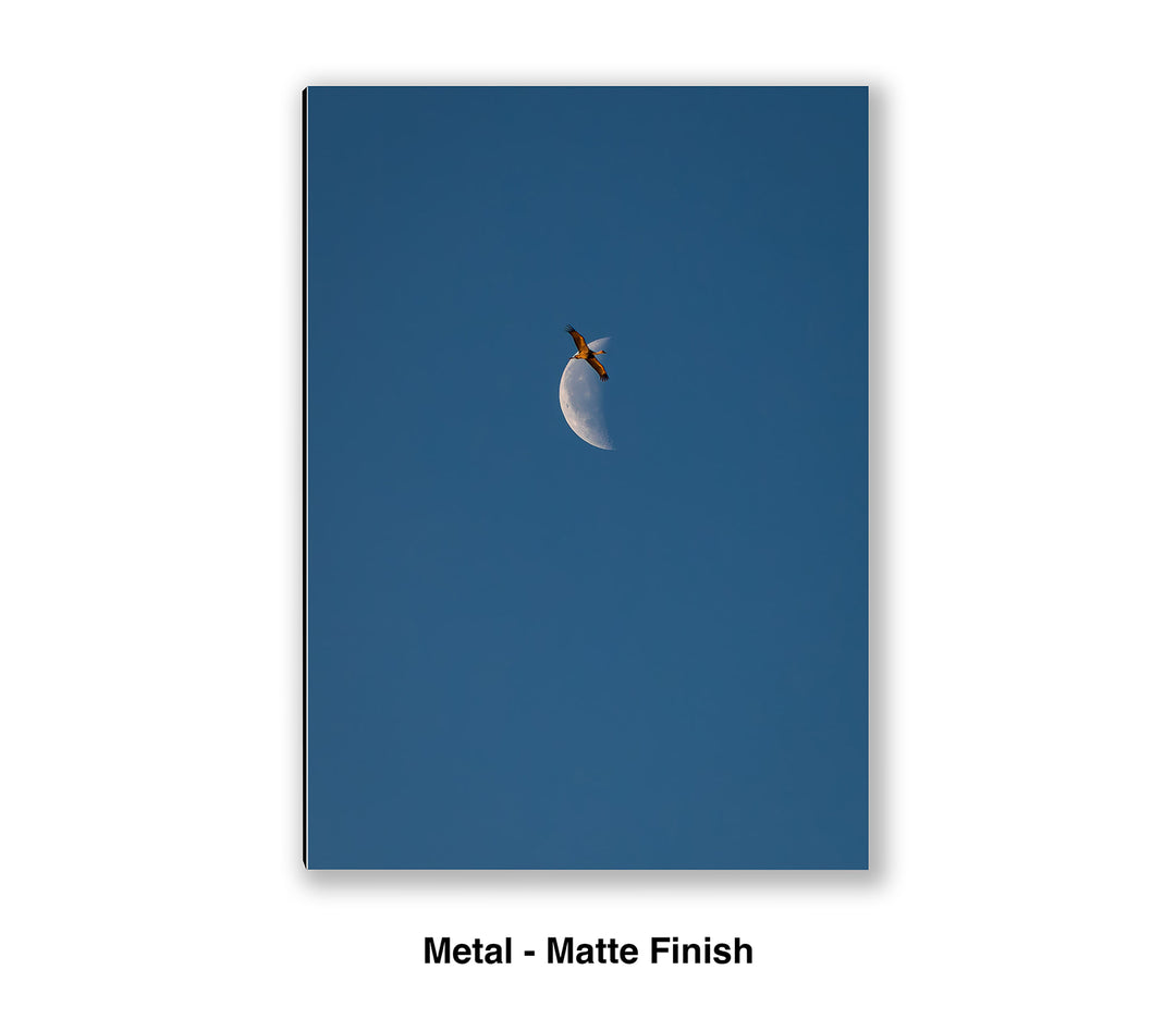 Transition Flight – Sandhill Crane