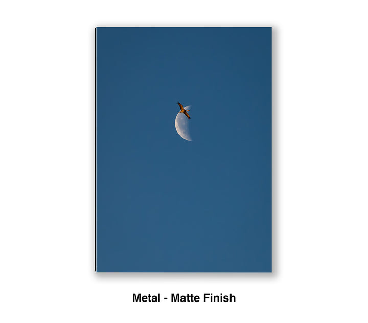 Transition Flight – Sandhill Crane