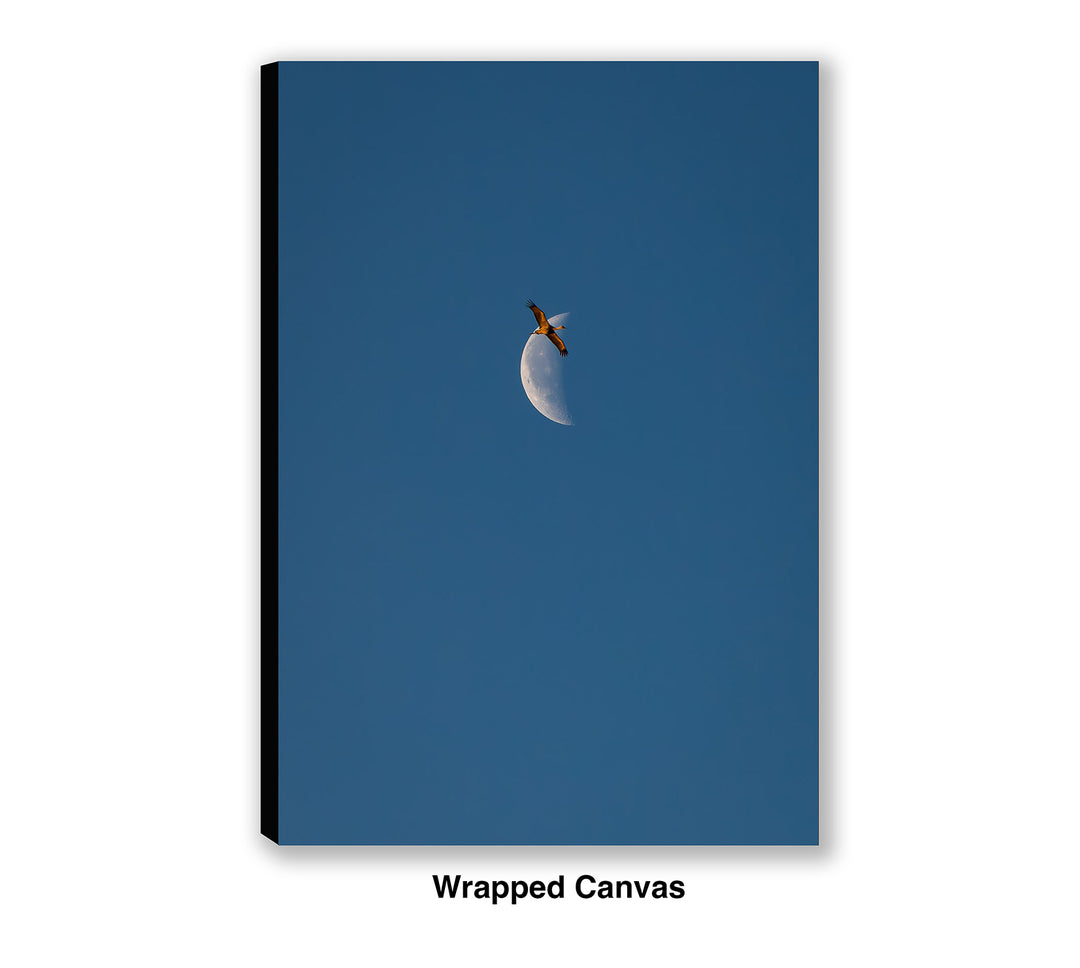 Transition Flight – Sandhill Crane