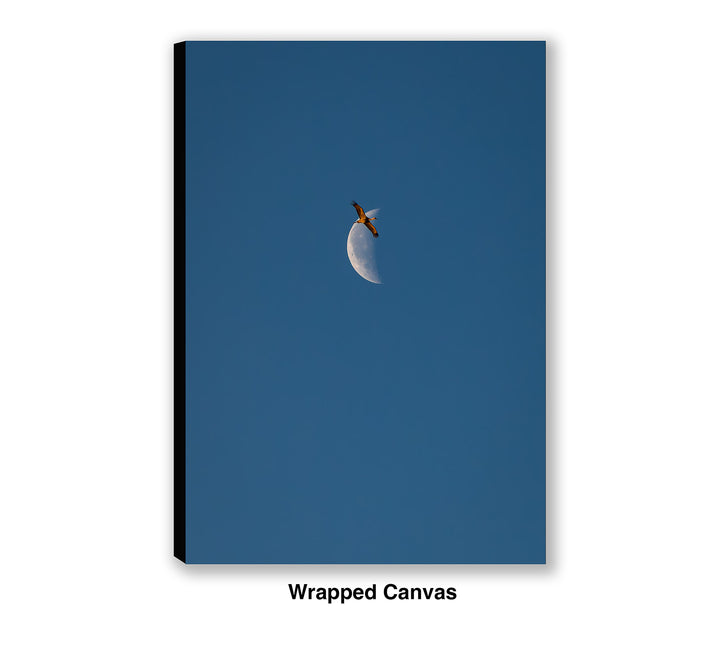 Transition Flight – Sandhill Crane