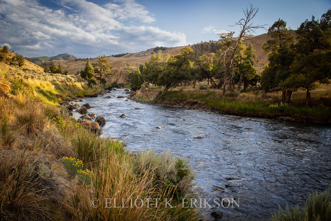Gardner River flowing through Yellowstone  National Park with trees and hills at golden hour.
