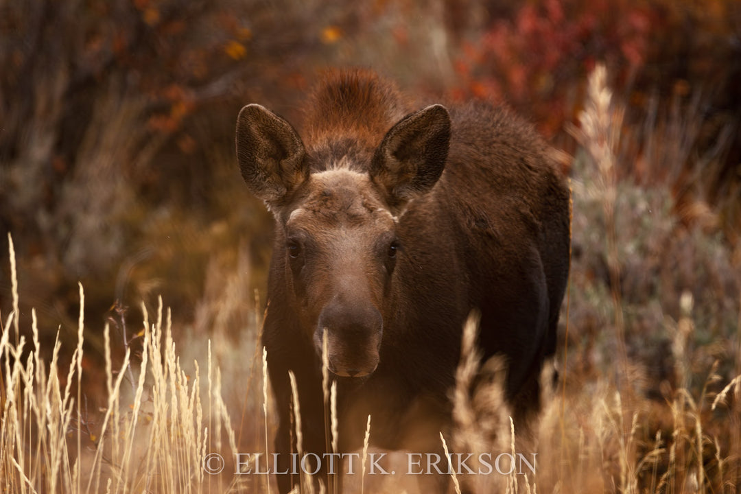 Moose calf standing in a natural setting with gold autumn grass and red shrubs.