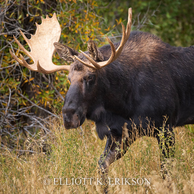 Large bull moose with impressive antler rack passing through the underbrush in Wyoming's Gros Ventre area.