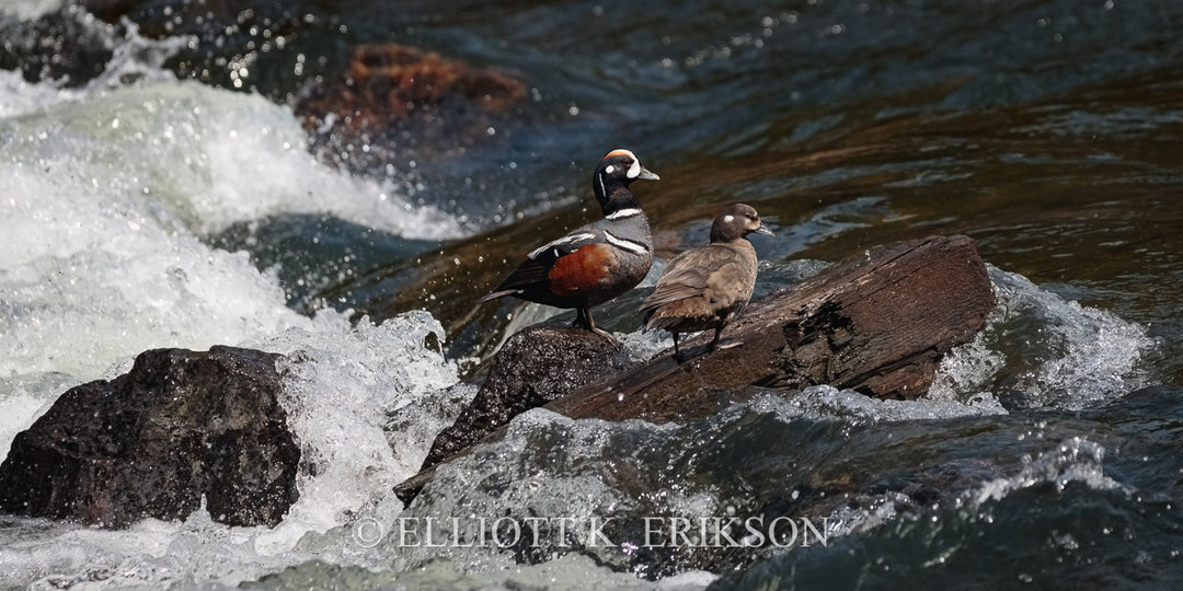 Male and female harlequin ducks on a rock at LeHardy Rapids in Yellowstone National Park.