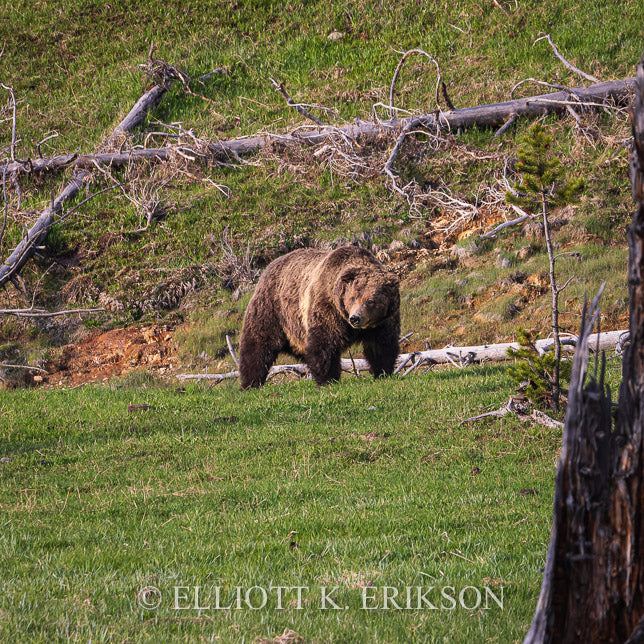Large male grizzly bear standing on a Yellowstone National Park grassy hillside with fallen trees in the background.