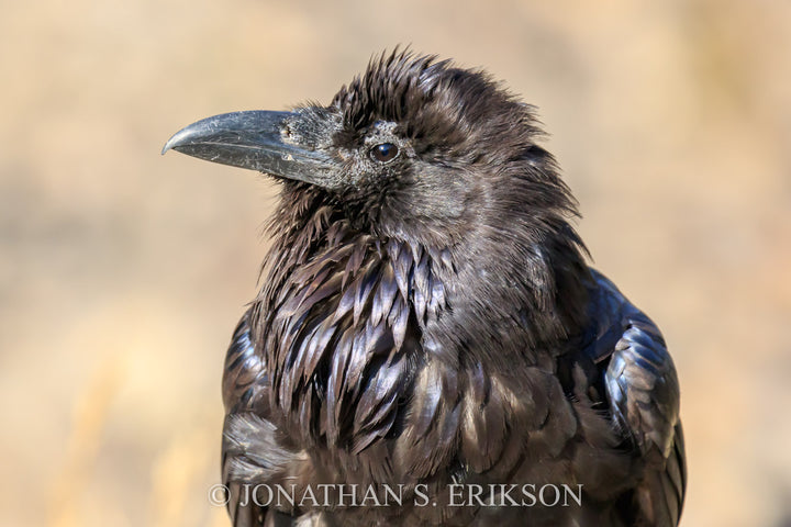 Golden Gate Raven. A raven basks in sunlight near Golden Gate in Yellowstone National Park.