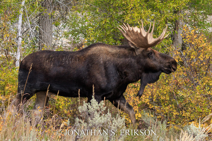 Determined Demeanor. Bull moose passes through Wyoming's Ditch Creek in the fall.