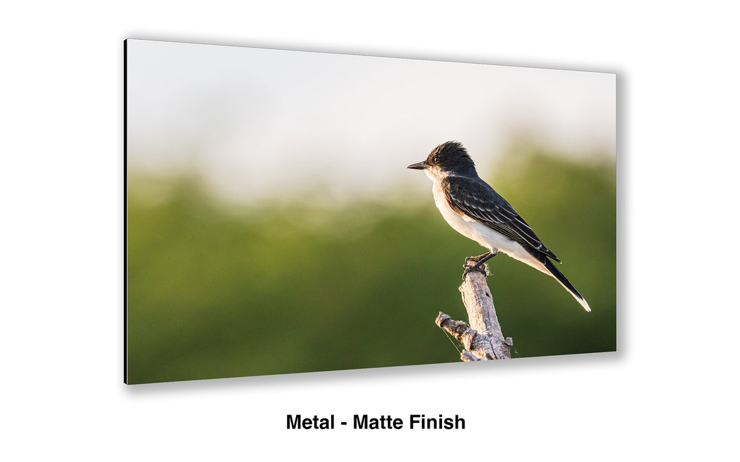 Greeting the Dawn - Eastern Kingbird