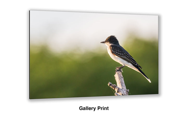 Greeting the Dawn - Eastern Kingbird