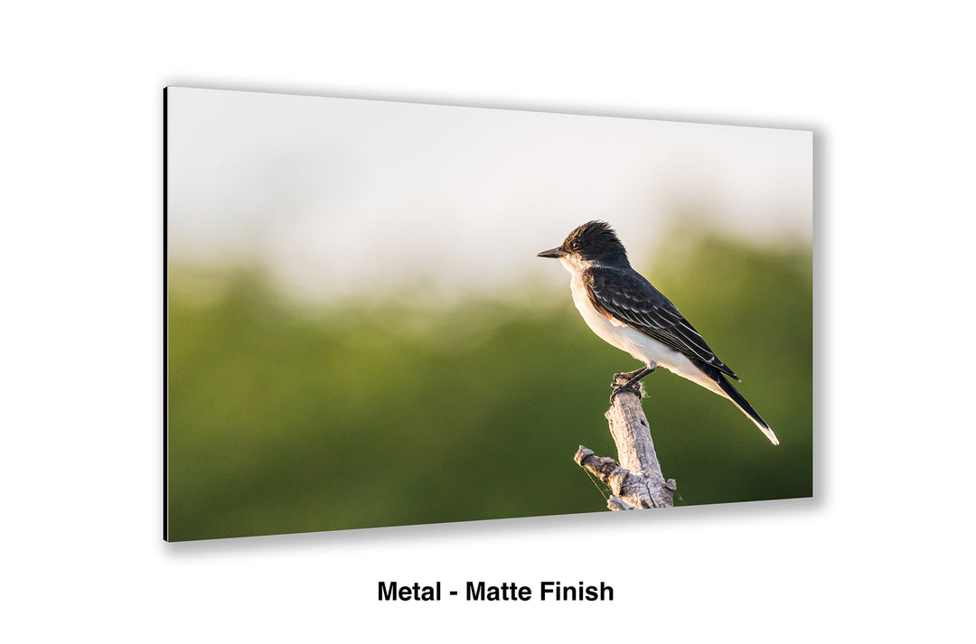 Greeting the Dawn - Eastern Kingbird
