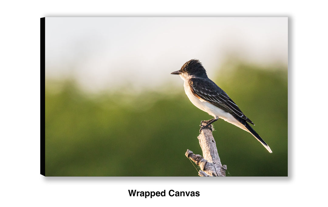 Greeting the Dawn - Eastern Kingbird