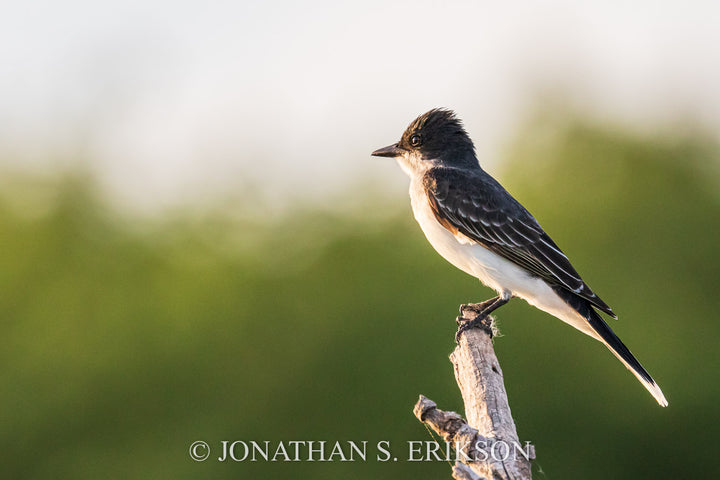 Greeting the Dawn - Eastern Kingbird. Eastern kingbird perched on branch facing the morning sun.