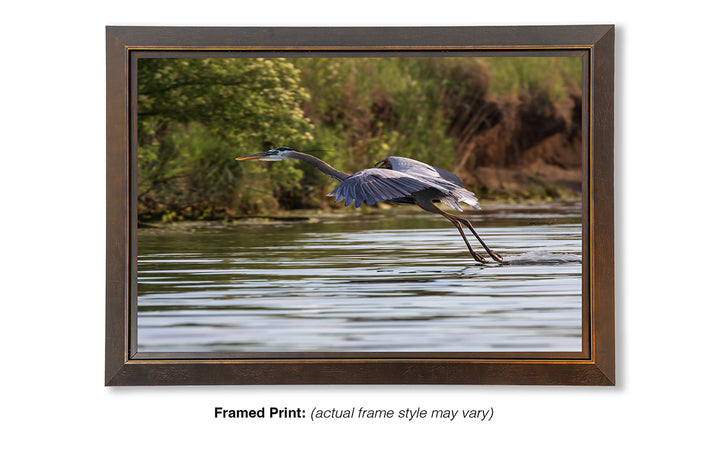 Final Approach - Great Blue Heron