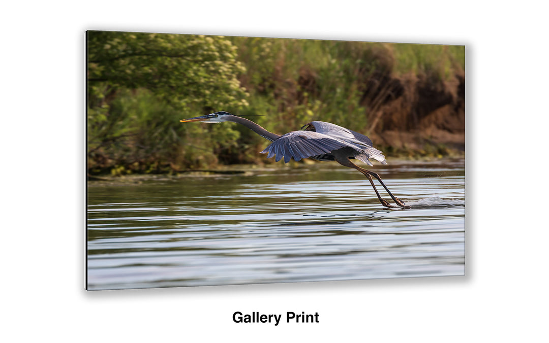 Final Approach - Great Blue Heron