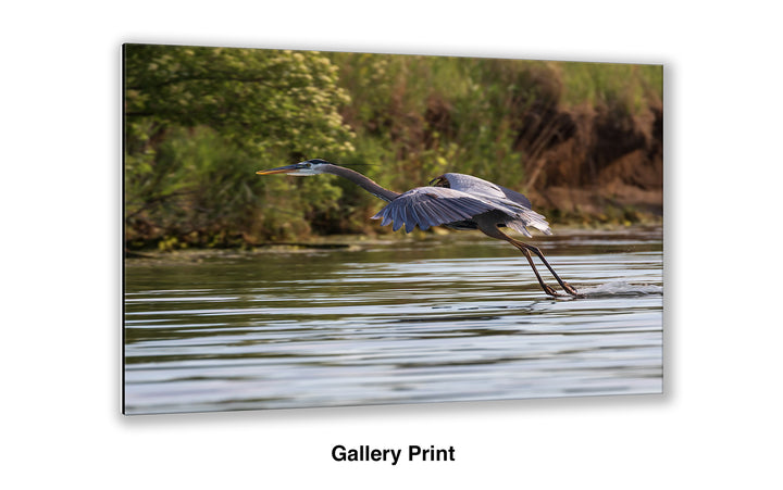 Final Approach - Great Blue Heron