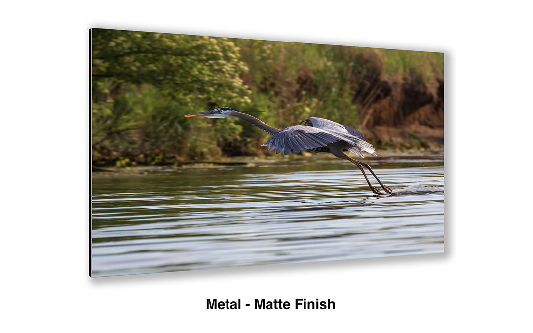 Final Approach - Great Blue Heron