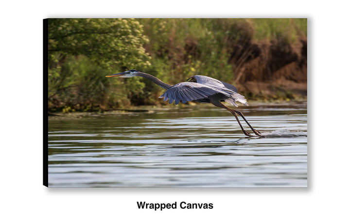 Final Approach - Great Blue Heron