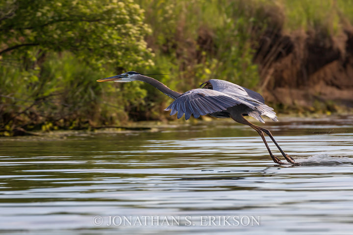 Final Approach - Great Blue Heron. Glides across water landing near shoreline