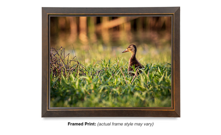 Exploring - Mallard Duckling