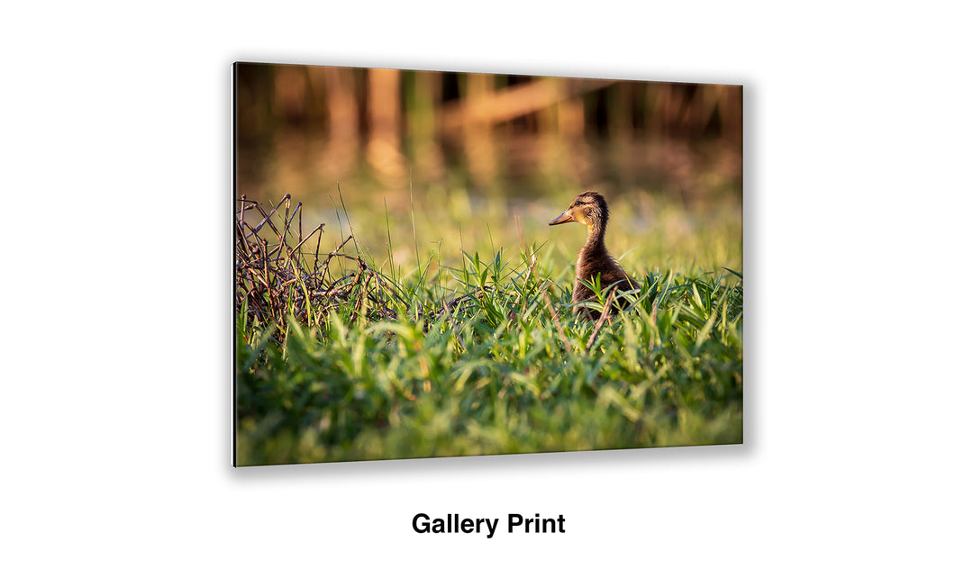 Exploring - Mallard Duckling
